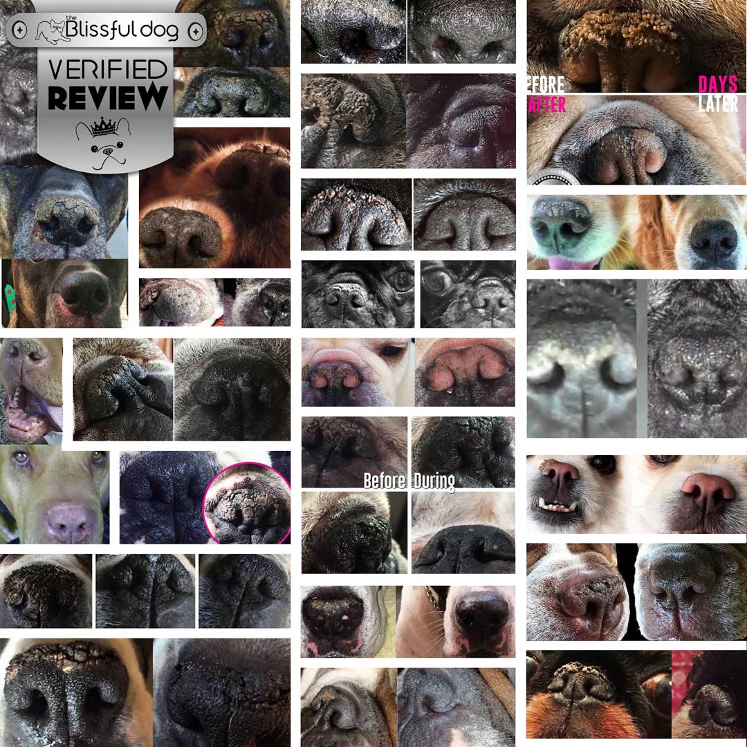 1 Dog Nose Butter For All Dogs